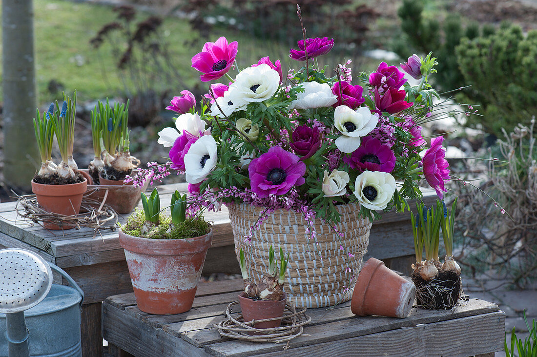 Spring bouquet of anemones and broom in a basket and pots with grape hyacinths