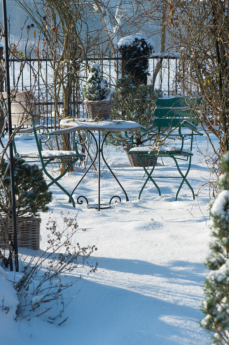 Kleine Sitzgruppe im verschneiten Garten, Körbe mit Kiefern und Zuckerhutfichte