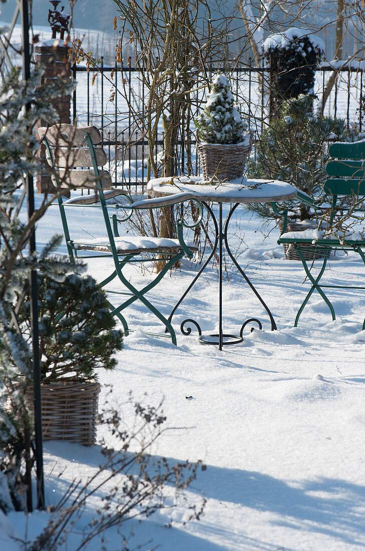 Small seating area in the snowy garden, baskets with pines and sugar loaf spruce