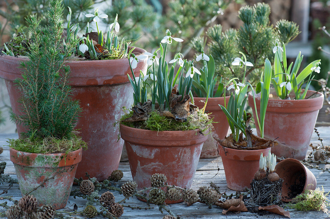 Snowdrops and white spruce in clay pots, sprouting crocuses without pot
