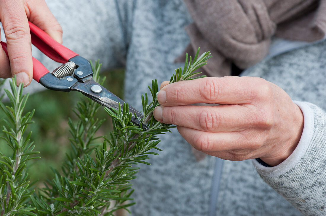 Cuttings of rosemary