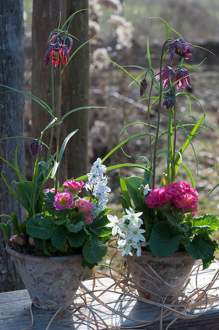 Pots with primroses, Ornithogalum, and checkerboard flowers