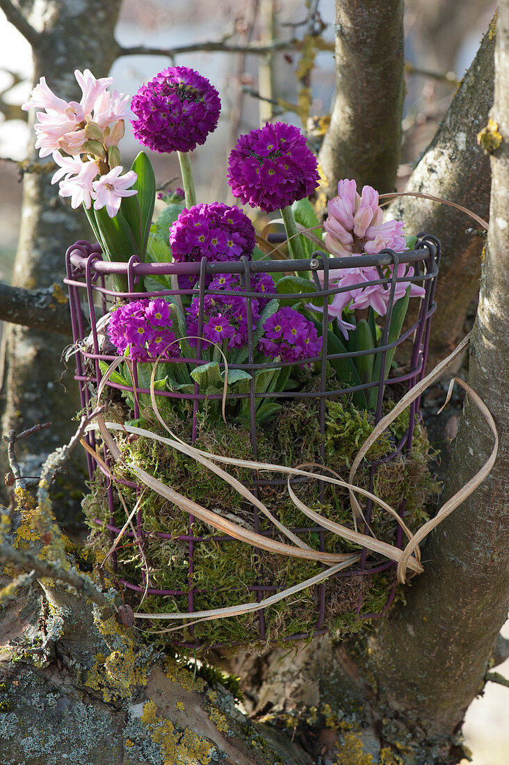 Wire basket with globe primroses, cushion primroses, and hyacinths