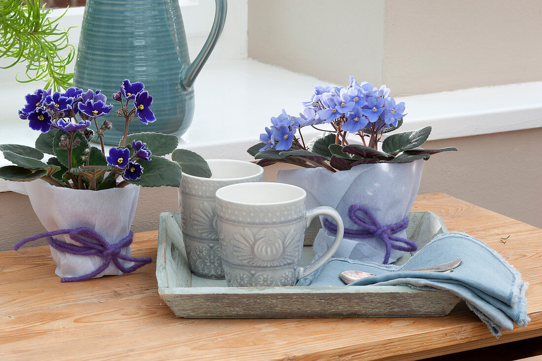 African violets wrapped in paper and decorated with wool yarn, mugs, napkins, spoons on a wooden tray