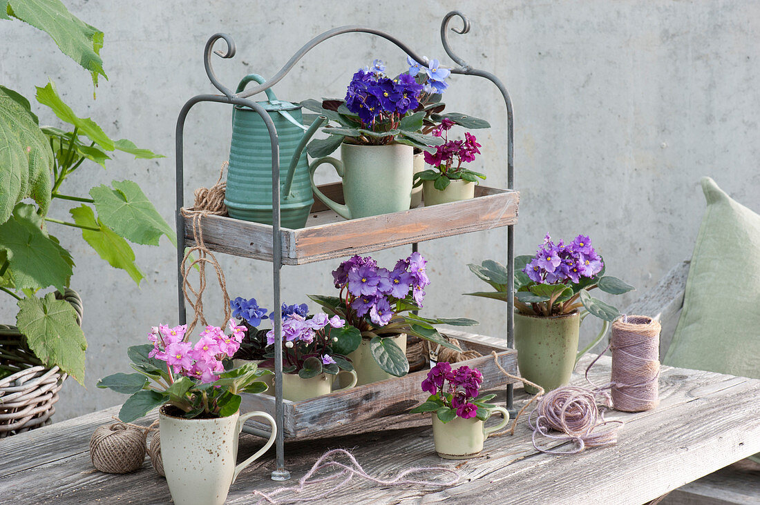 Decoration idea with African violets in coffee cups and mini African violets in espresso cups