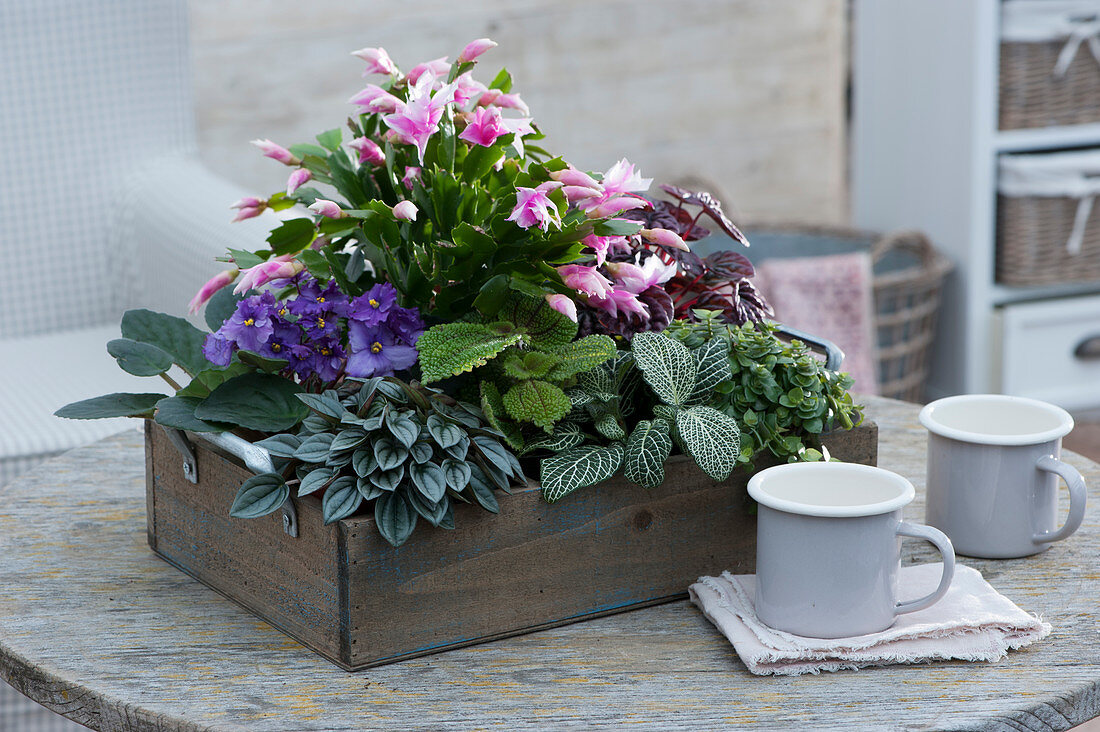 Wooden tray with Christmas cactus, African violet, Coin-leaf peperomia, Pilea cadierei, Fittonia, and Goldmoss stonecrop