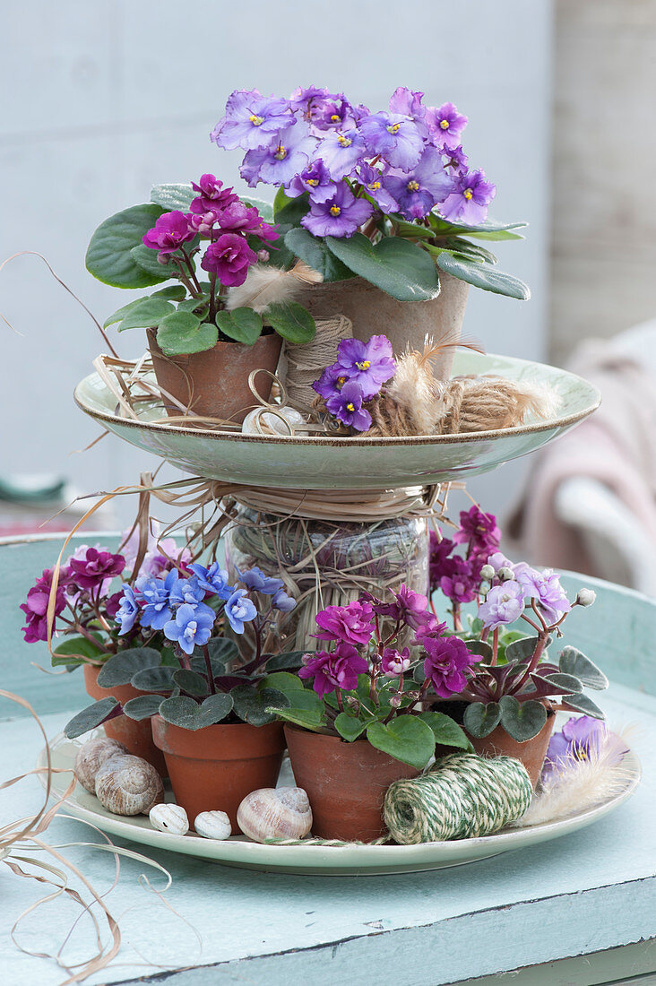 Self-made etagere with mini African violets decorated with snail shells and baker's twine