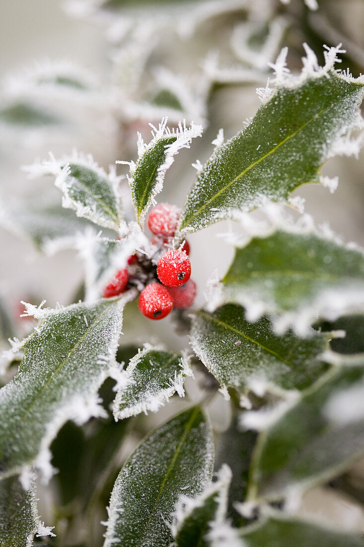 Holly with red berries in the frost