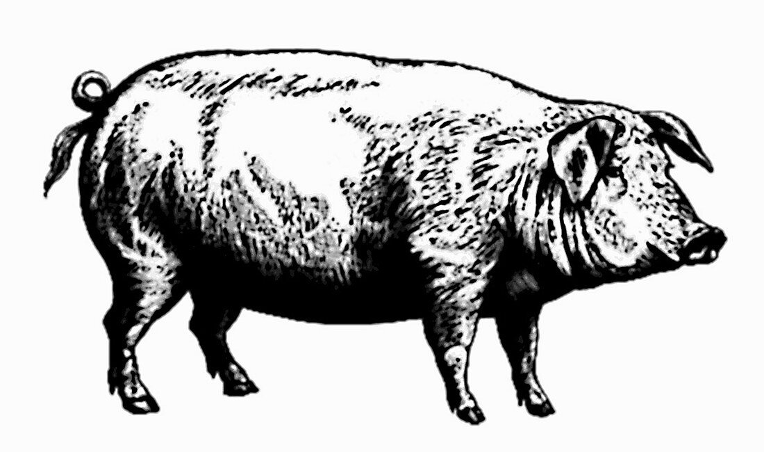 Pig (Illustration)