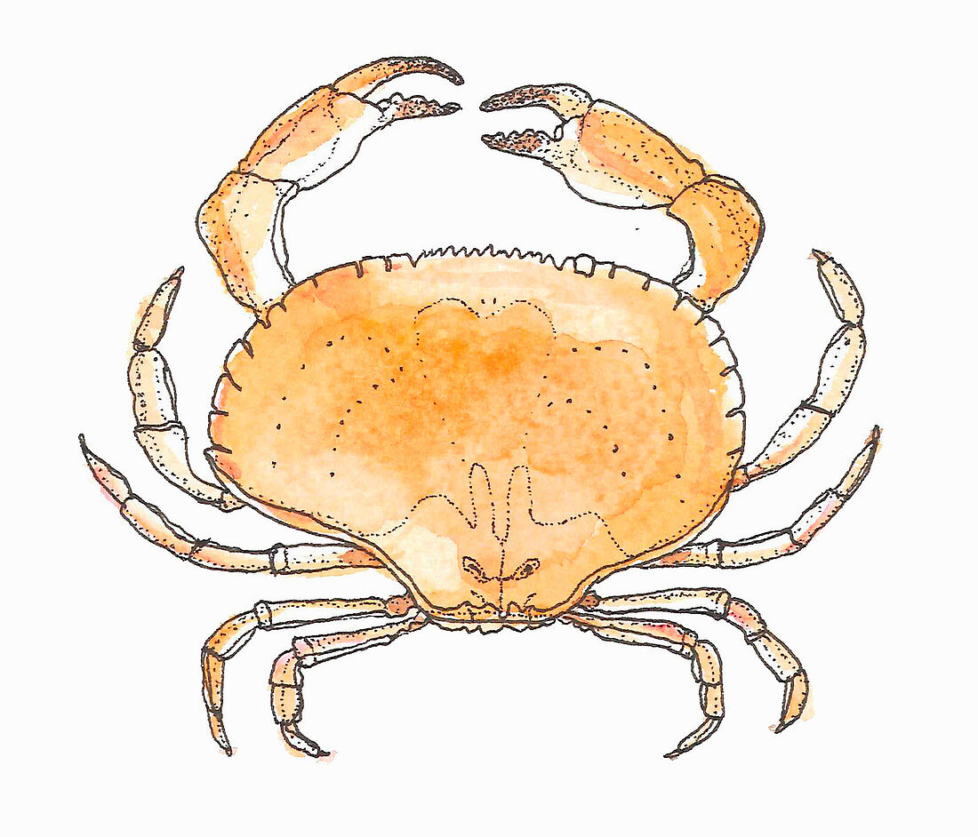 A crab (illustration)