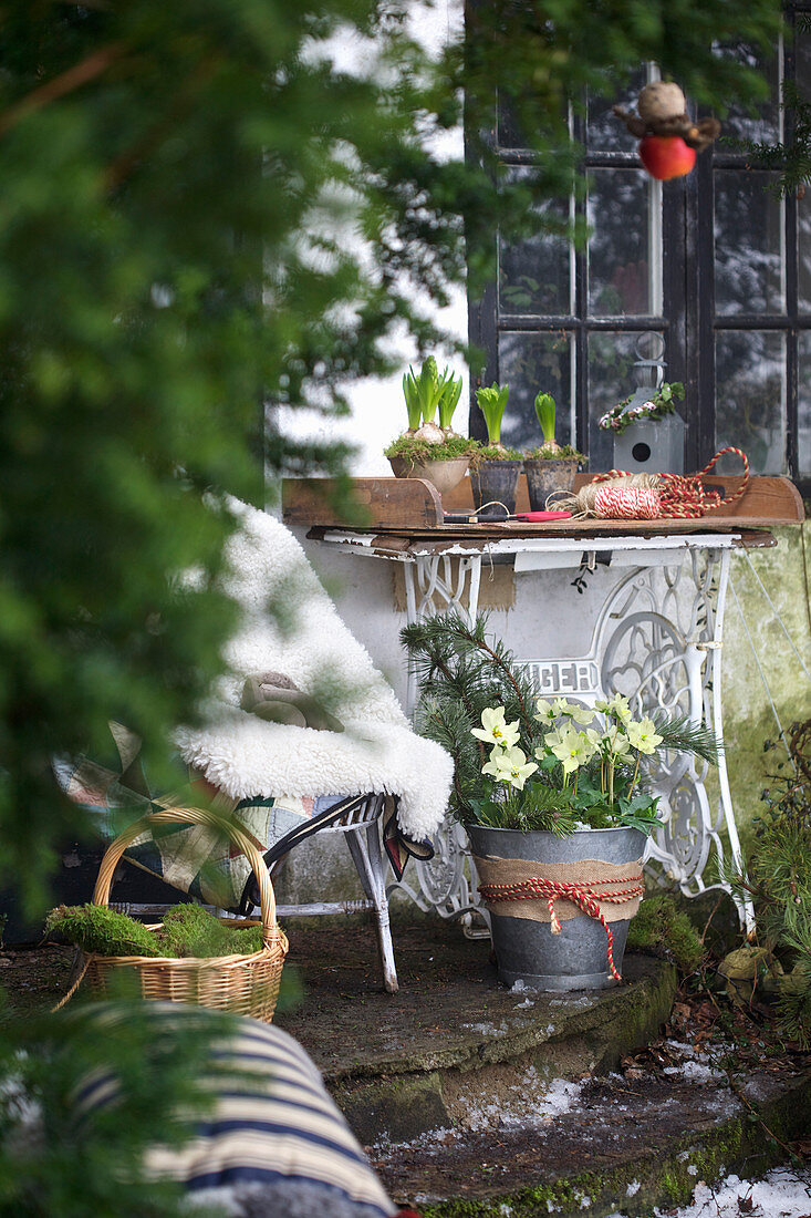 Chair, next to it a table with hyacinths and a zinc bucket with Christmas roses on the terrace