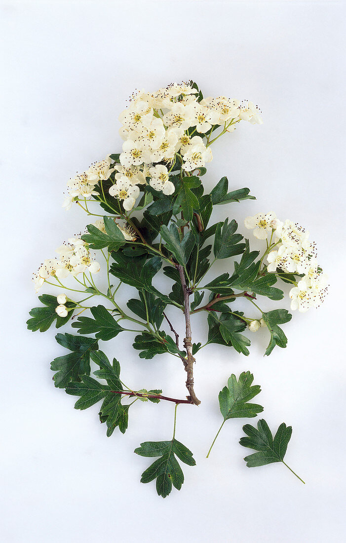 Ein Zweig Weißdorn mit Blüten