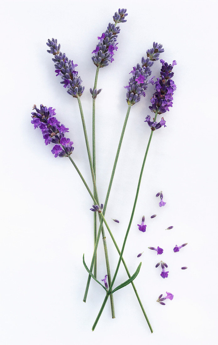 Lavendelstengel mit Blüte