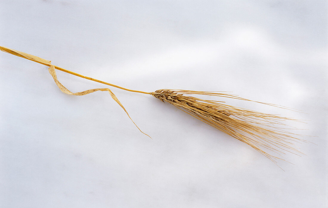 An ear of barley