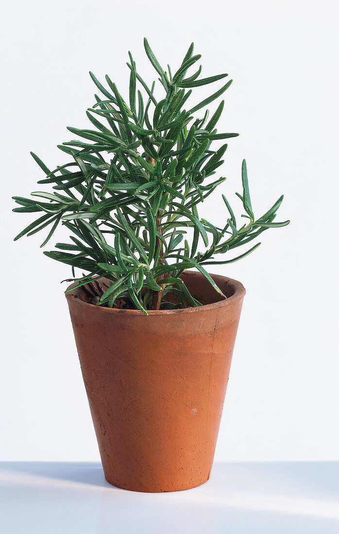 Rosemary in a plant pot