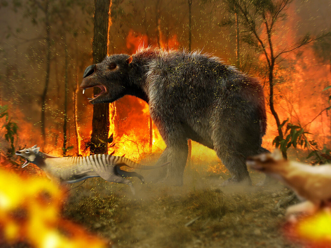 Giant wombat escaping fire, illustration
