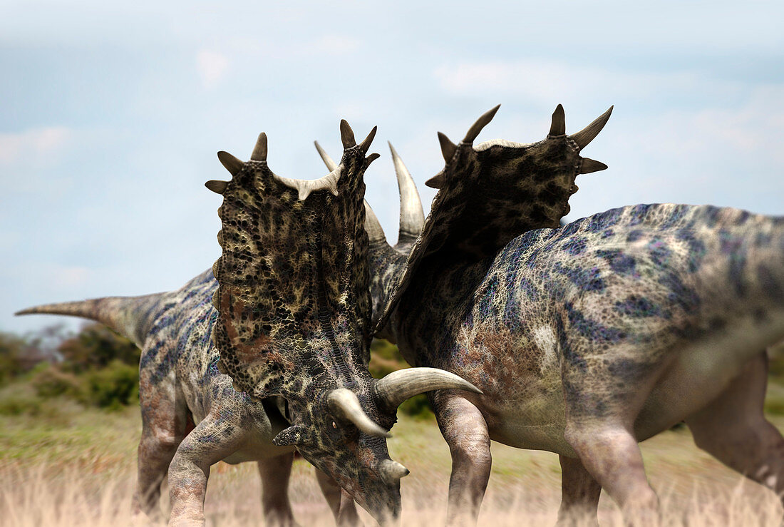 Titanoceratops, illustration