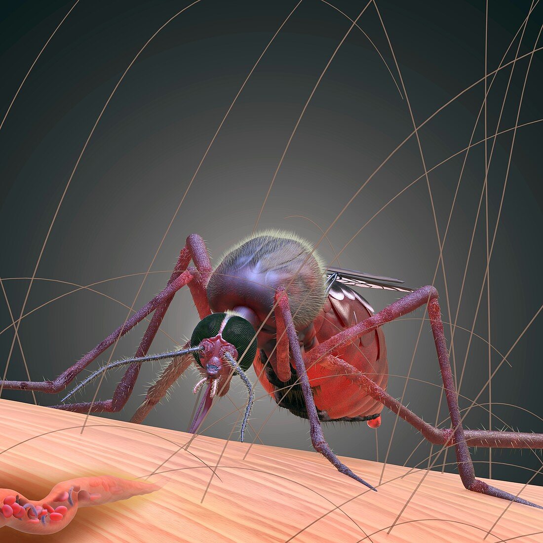 Mosquito transmitting malaria, illustration
