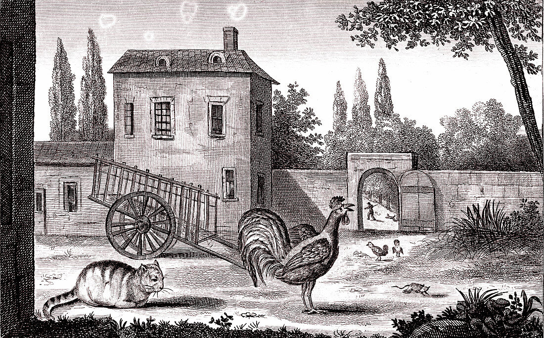 The Cockerel, The Cat and The Mouse, illustration
