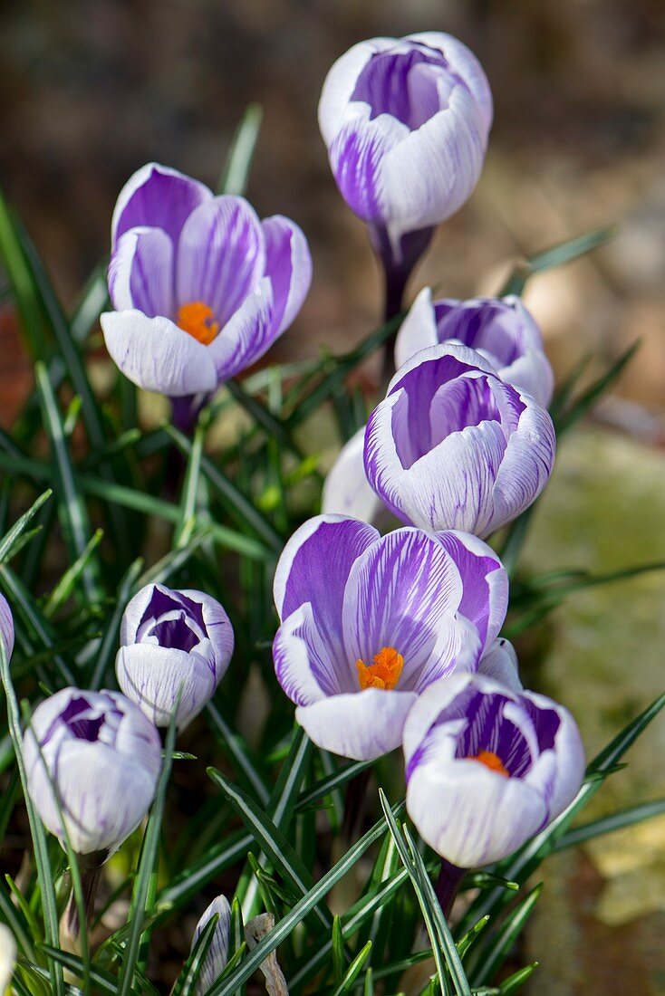 Crocus vernus 'King of the Striped'