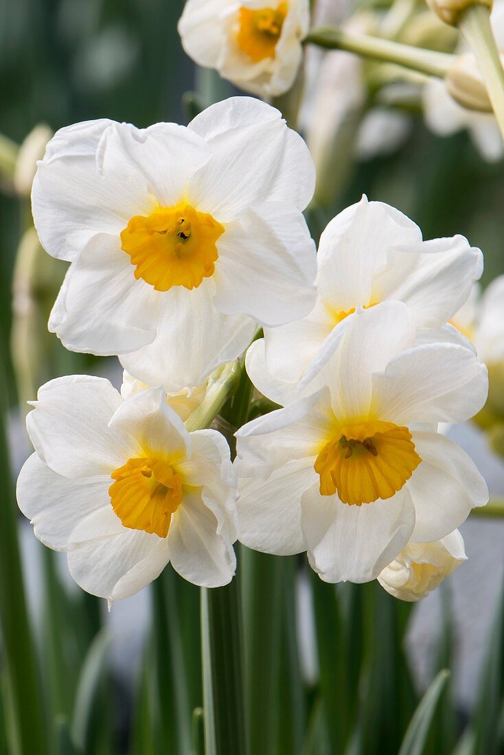 Tazetta daffodil (Narcissus tazetta 'Cragford')