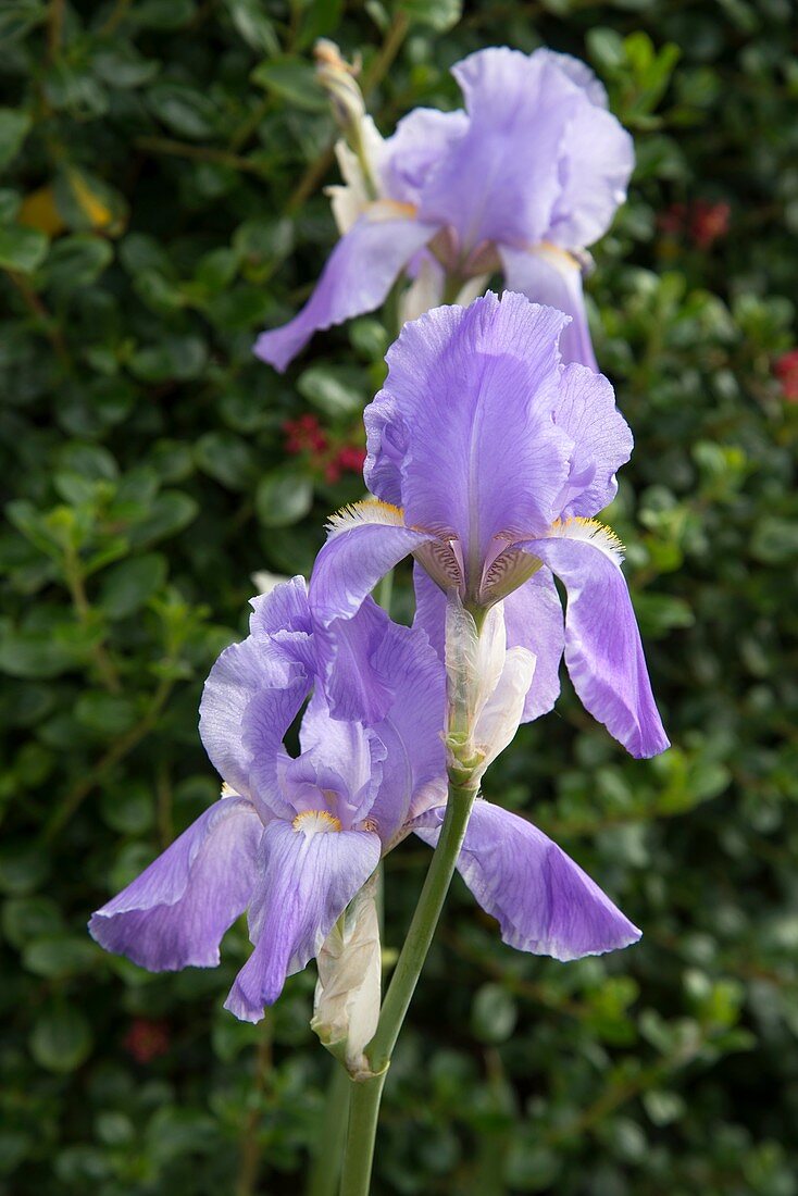Sweet iris (Iris pallida)