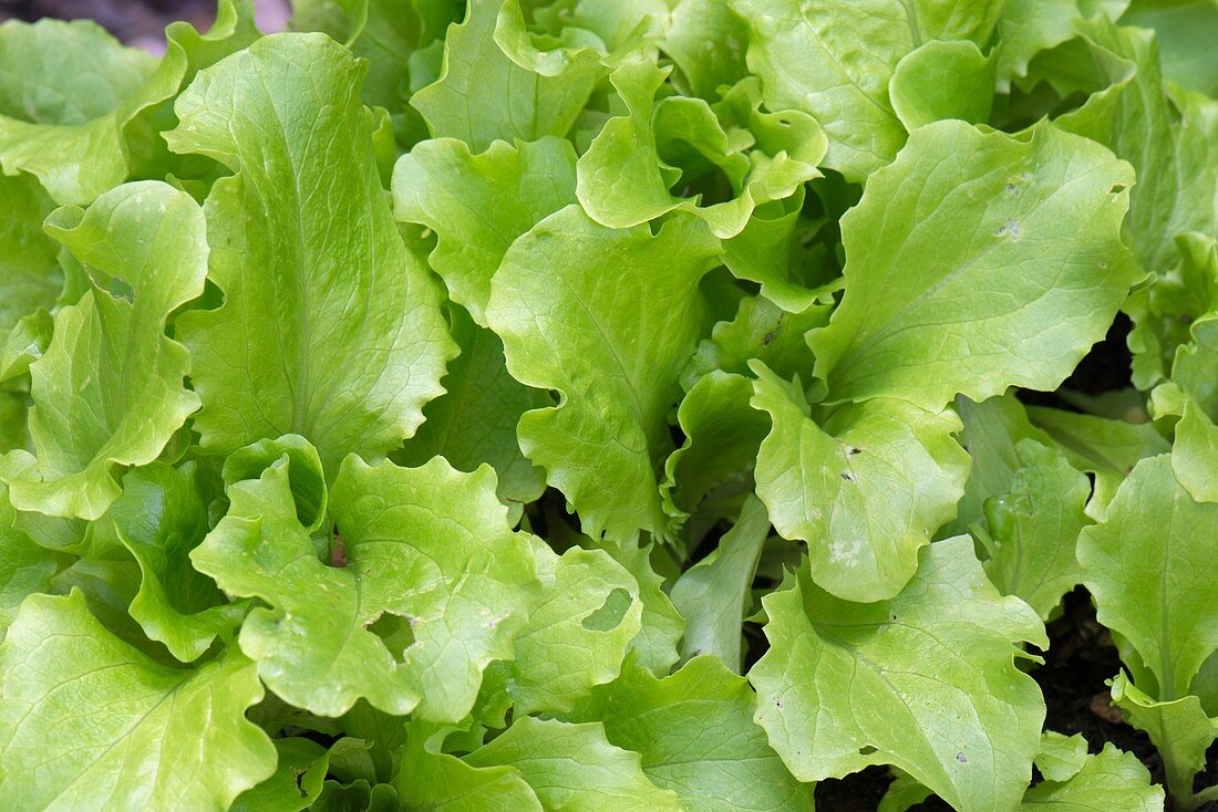 Loose-leaf lettuce (Latuca sativa 'Green Salad Bowl')