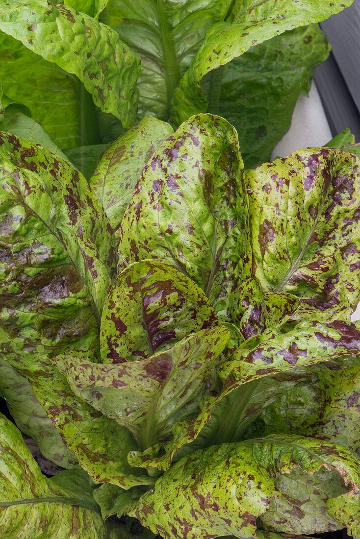 Romaine lettuce (Latuca sativa 'Freckles')