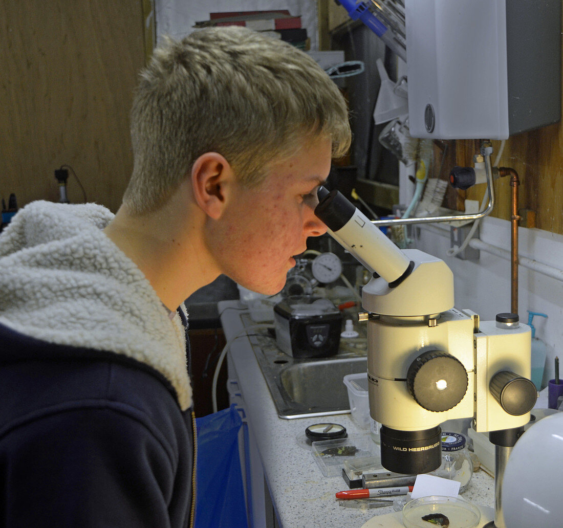 Student looking down a microscope