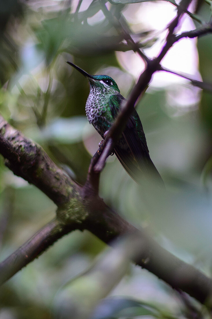 Hummingbird perched on a tree branch