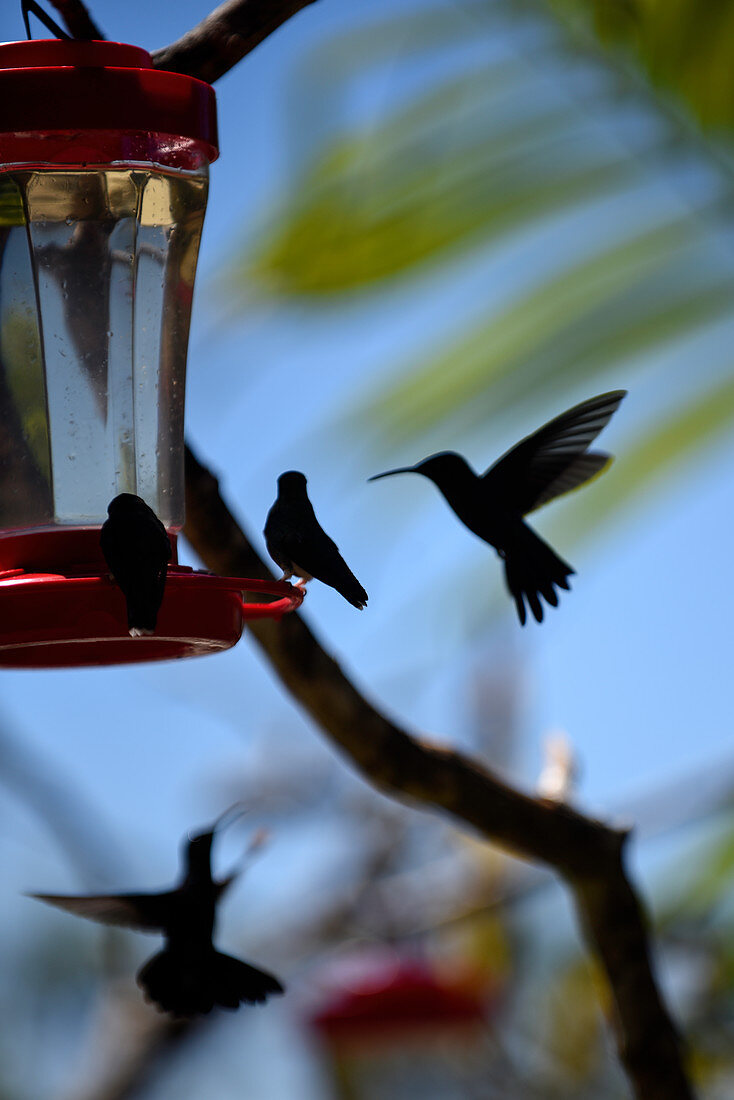 Group of hummingbirds using feeder
