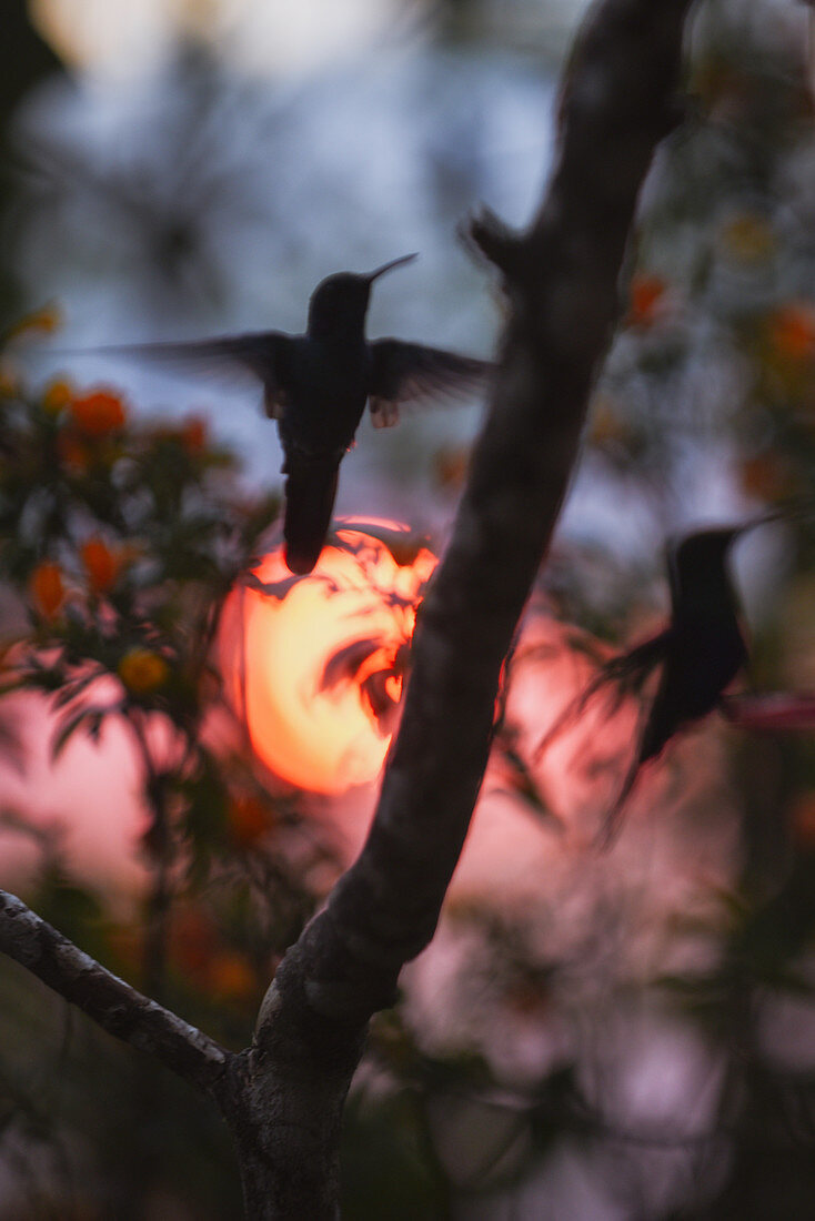 Silhouette of hummingbirds at sunset
