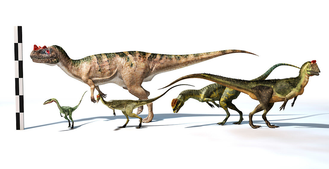 Group of Neotheropod dinosaurs, illustration