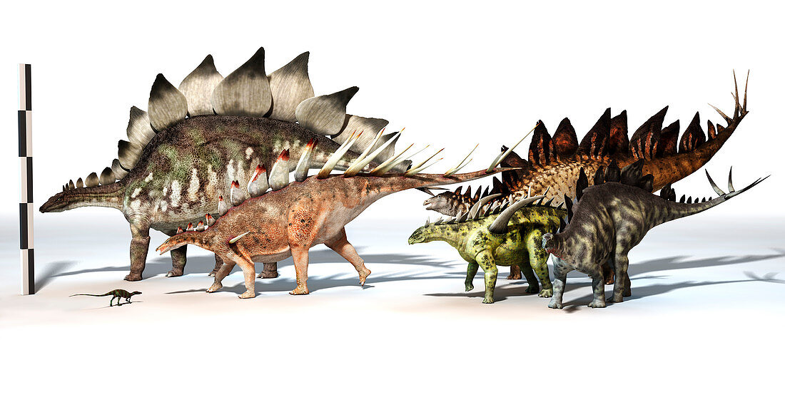 Group of stegosaurids, illustration