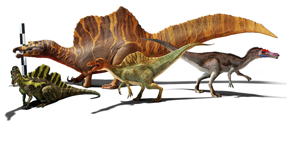 Group of spinosaurids, illustration