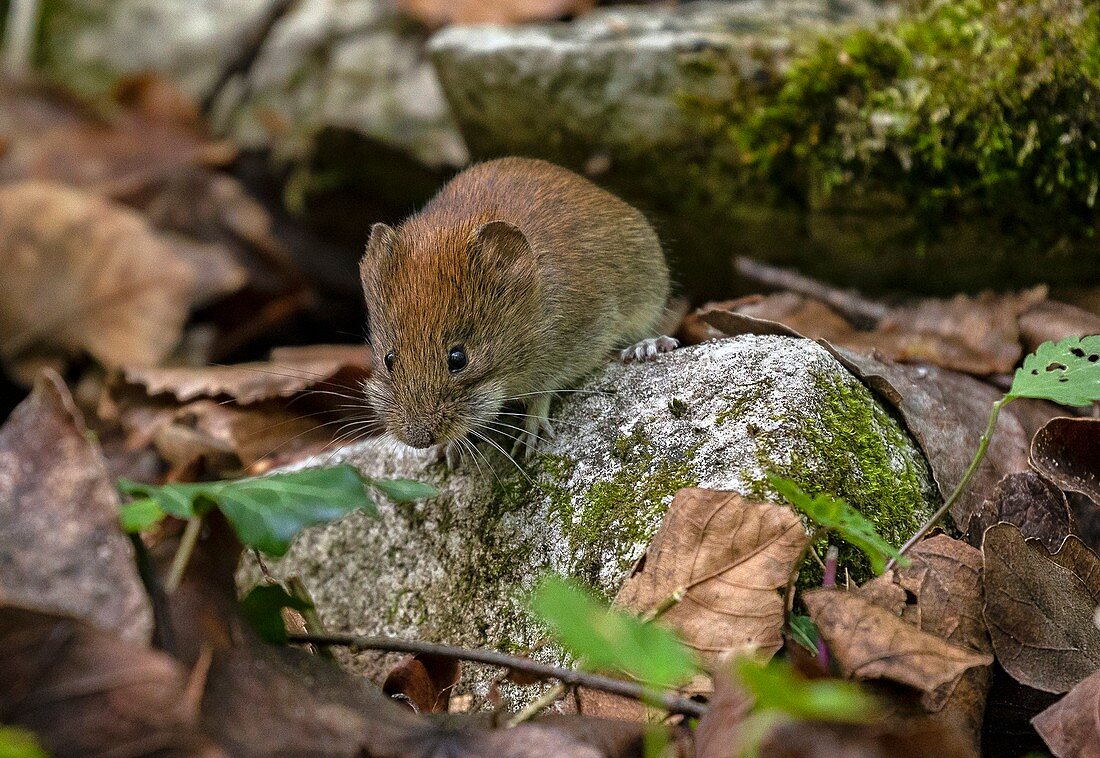 Bank vole (Myodes glareolus)