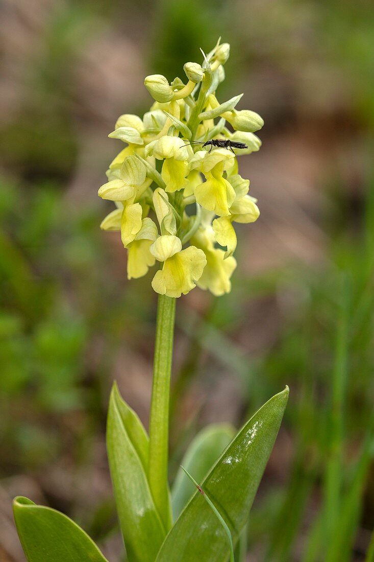 Pale-flowered orchid (Orchis pallens)