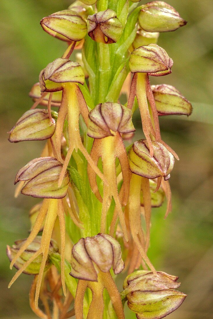 Man orchid (Orchis anthropophora)