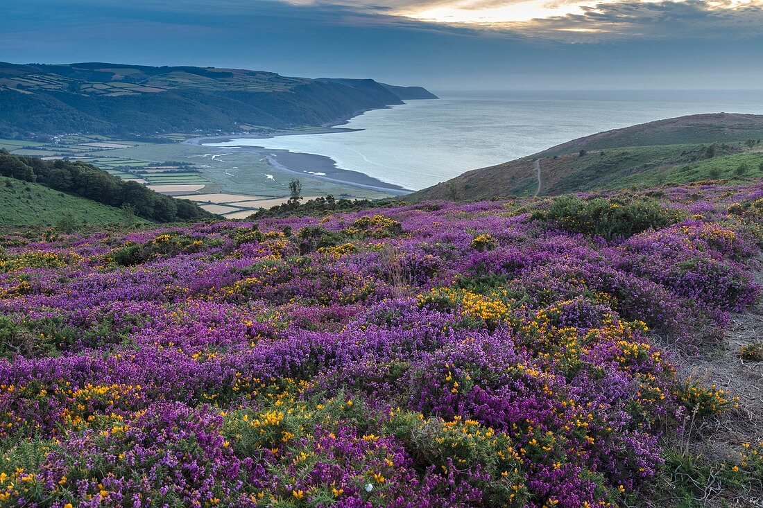 Heather and grass moorland , Somerset, UK