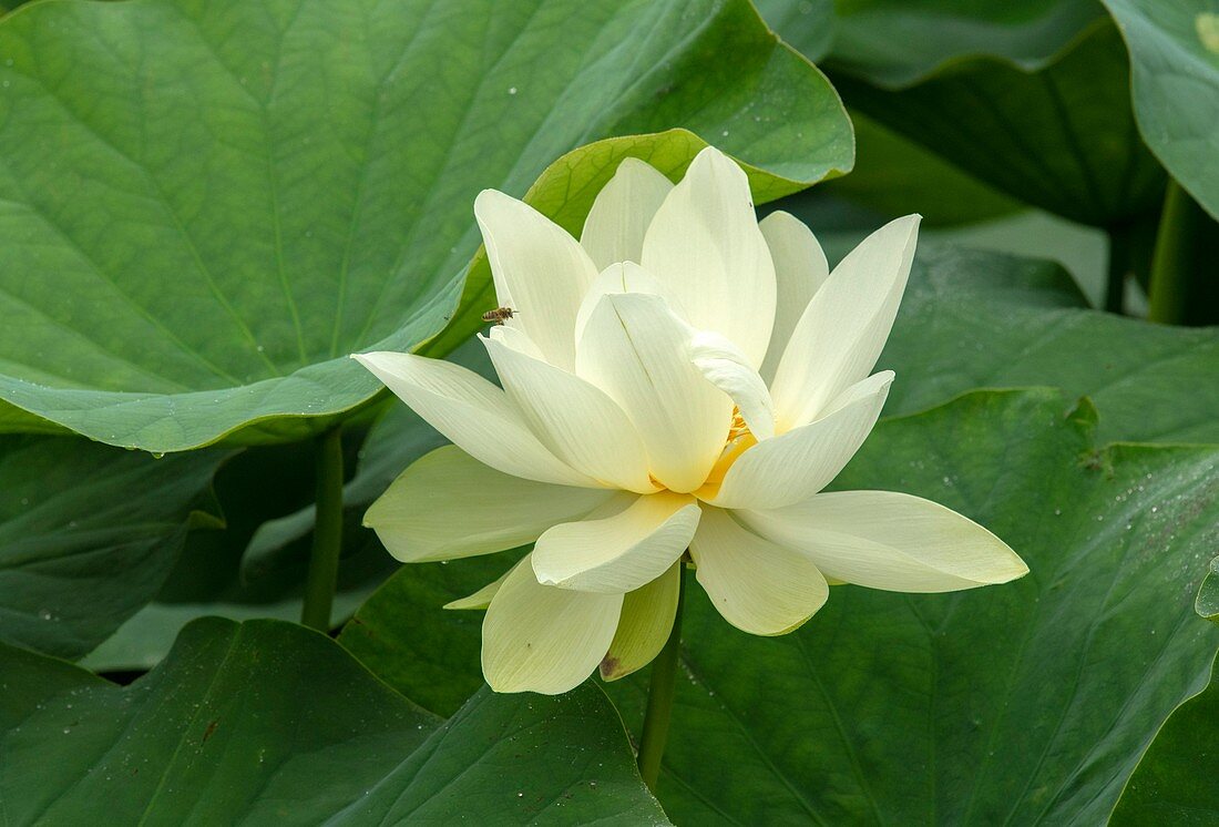 Indian lotus (Nelumbo nucifera) in flower