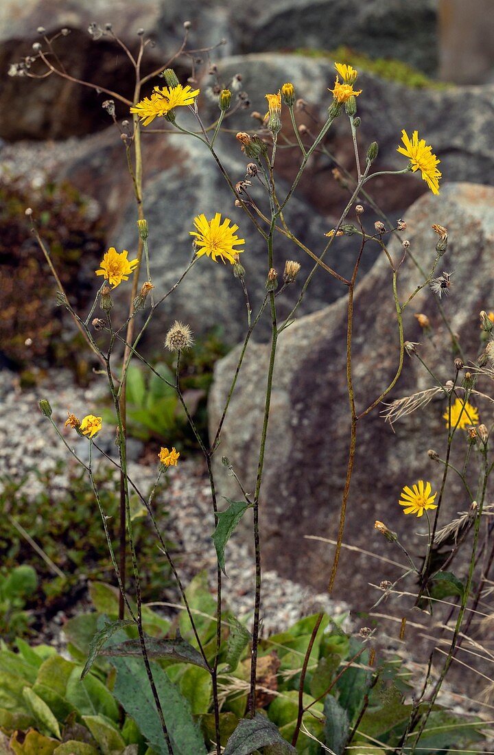Snowdonia hawkweed (Hieracium snowdoniense)