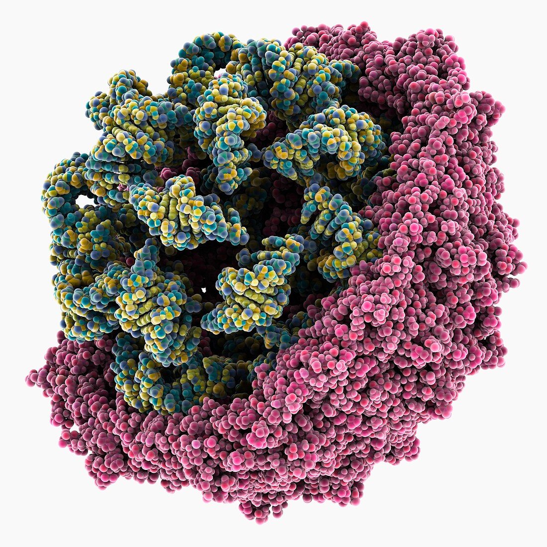 Tobacco mosaic virus capsid, molecular model