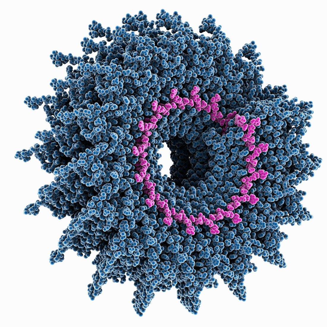 Cucumber green mottle mosaic virus capsid, molecular model