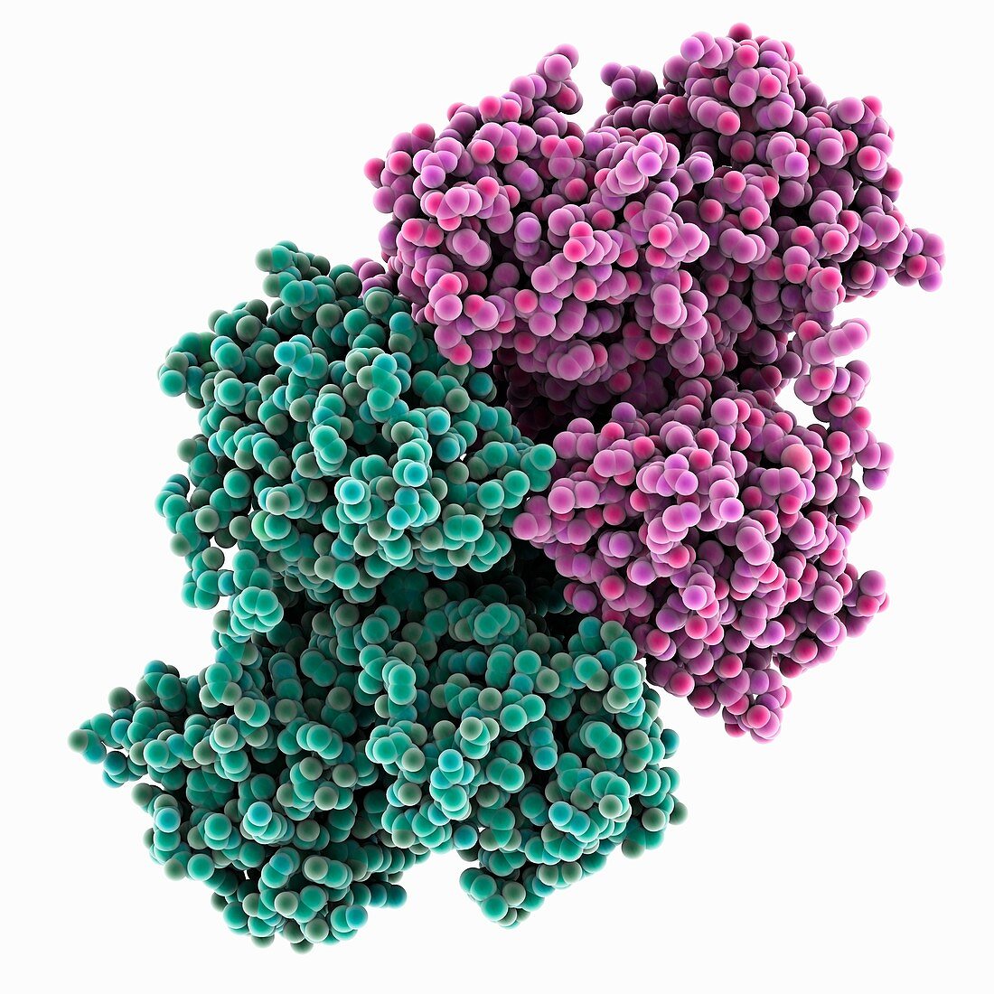 Hepatitis C virus enzyme complex, molecular model