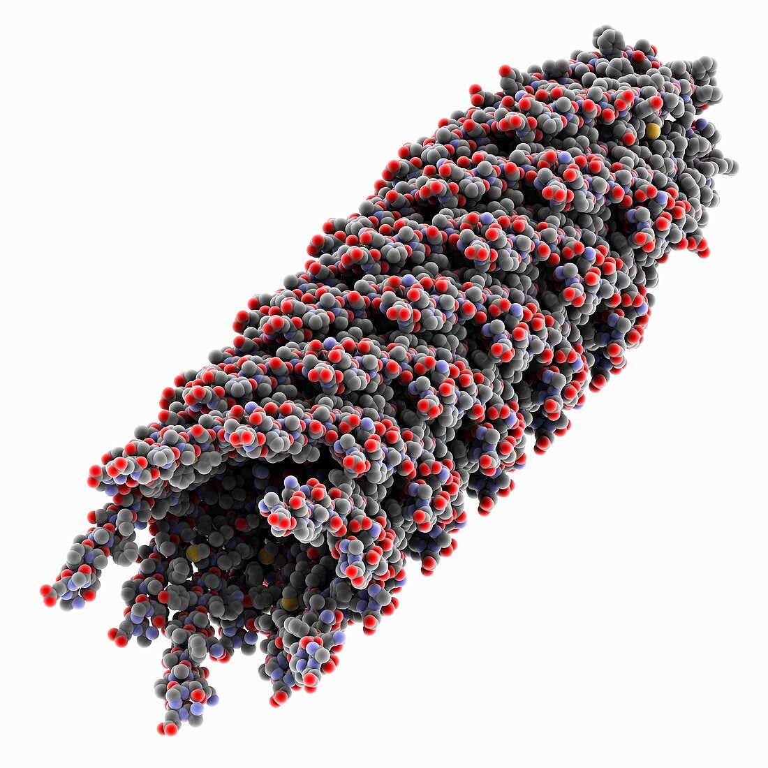 Inovirus virion, molecular model