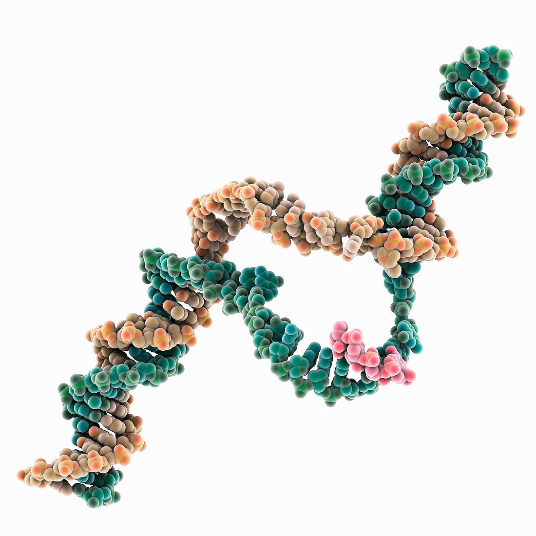 RNA polymerase transcribing complex, molecular model