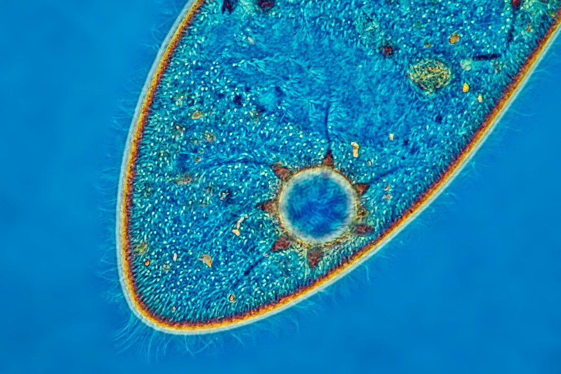 Paramecium caudatum ciliate, light micrograph