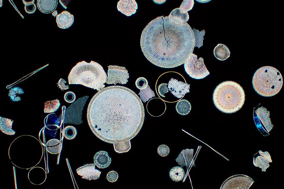 Fossil diatoms, light micrograph