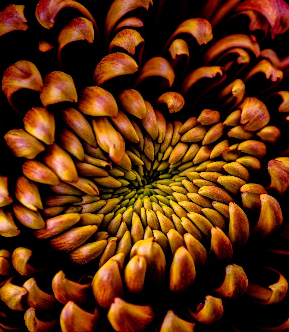 Chrysanthemum 'Fuego' flower
