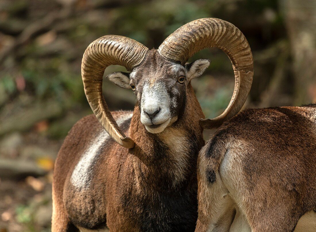 Mouflon sheep